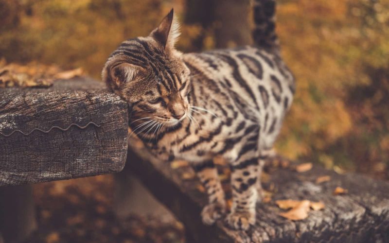 Hybrid Cat Breeds