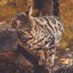 Hybrid Cat Breeds