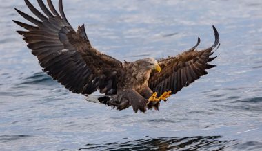 Largest Birds in North America