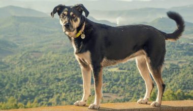 Largest Dog Breeds in the World