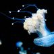 Largest Jellyfish