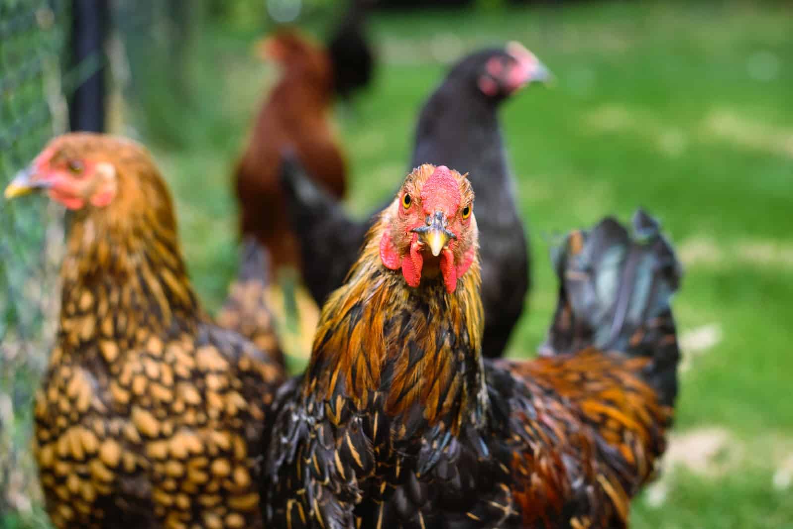 20 Meat Chicken Breeds for Food