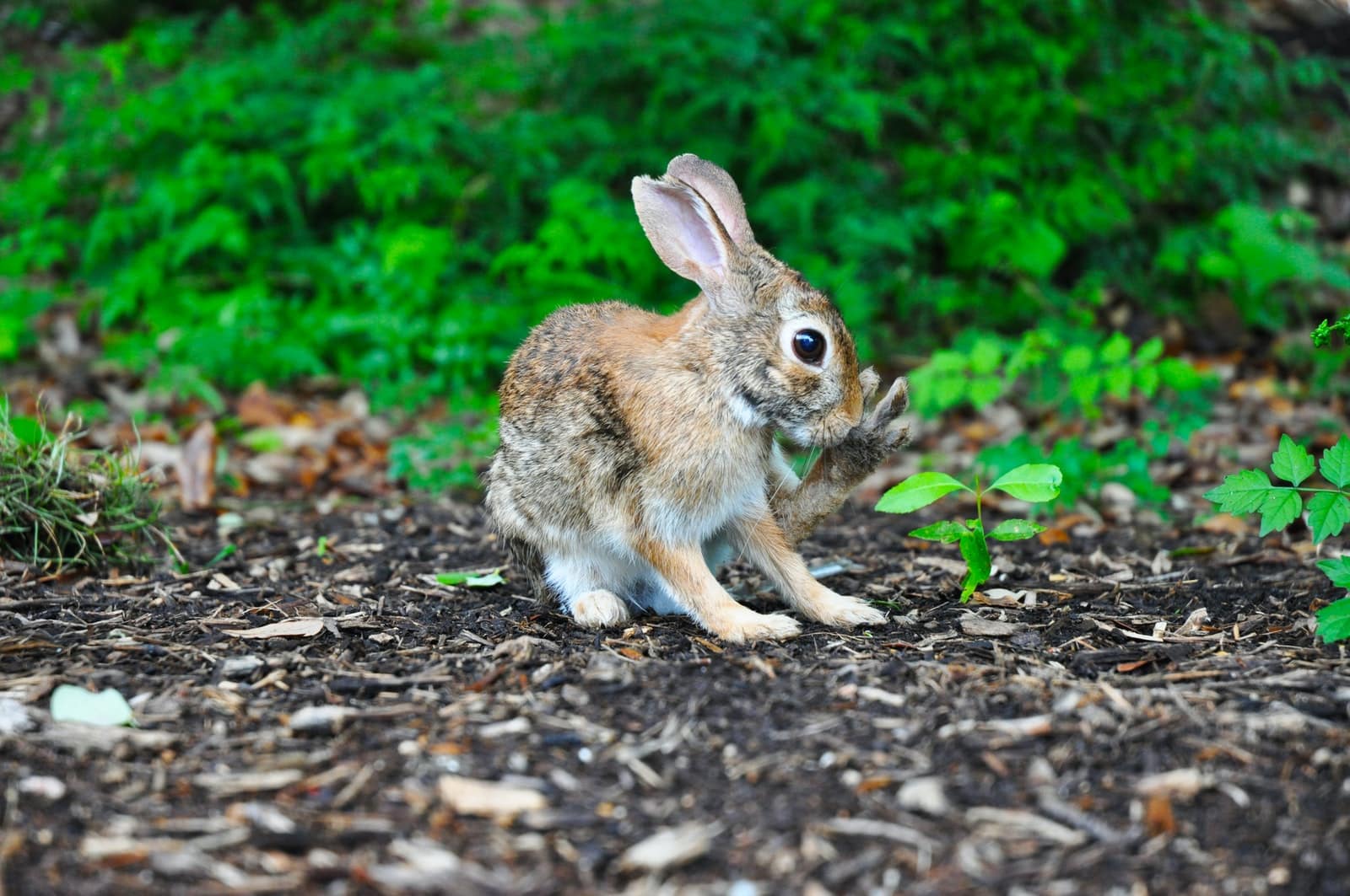 15 Meat Rabbit Breeds