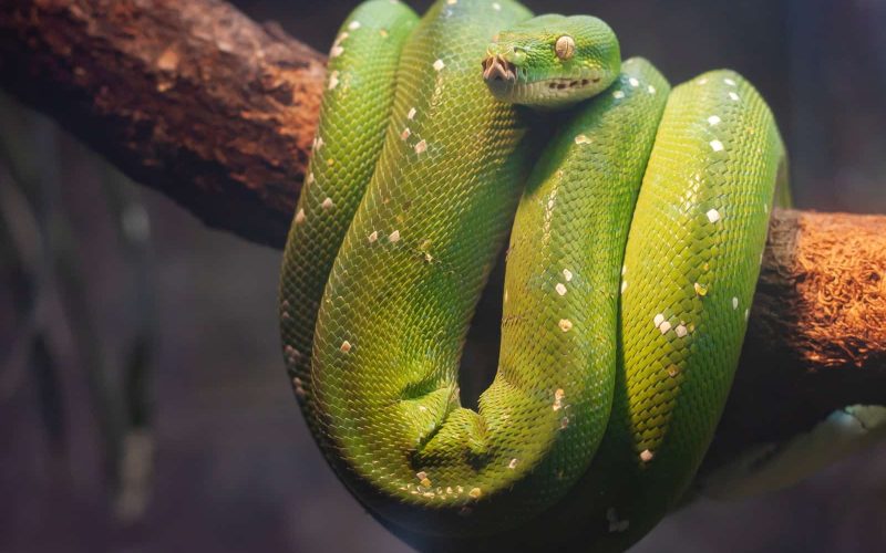 Most Venomous Snakes in Africa