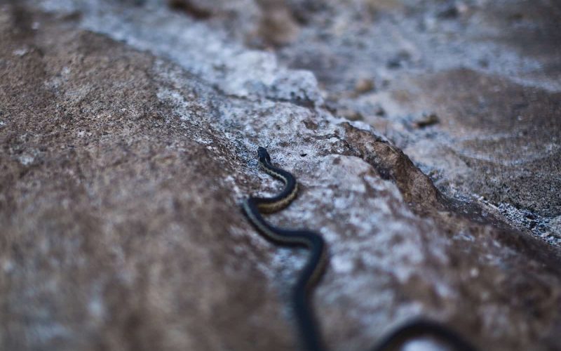 Most Venomous Snakes in California