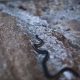 Most Venomous Snakes in California