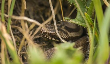 Most Venomous Snakes in North America