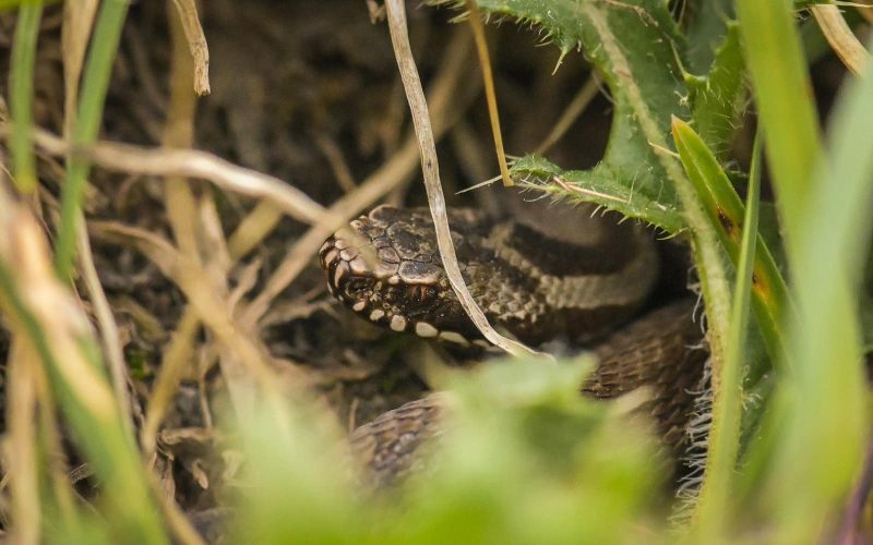 Most Venomous Snakes in North America