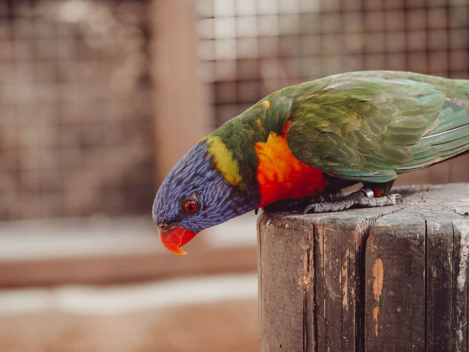 Parakeet Names: Check Out Our List of 100 Great Ideas!