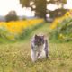 Persian Cat Breeds