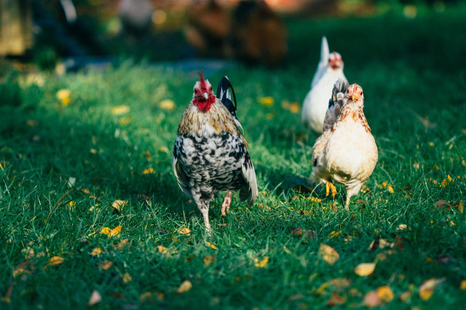 21-small-chicken-breeds