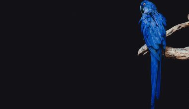 types of birds that are blue