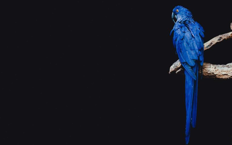 types of birds that are blue