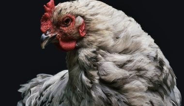 Types of Hybrid Chicken Breeds