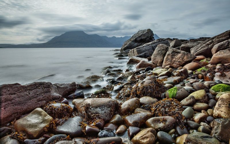 What Animals Eat Seaweed?