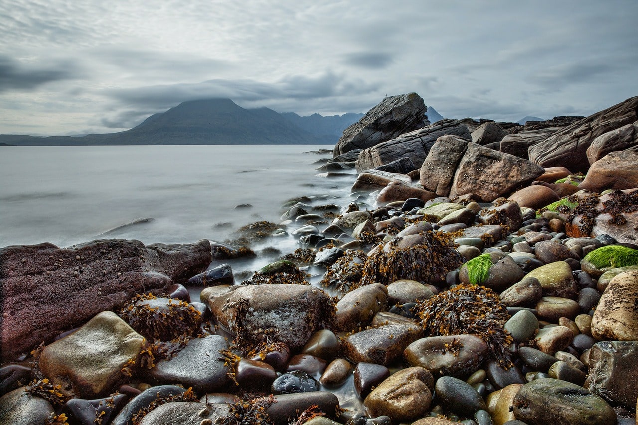 What Animals Eat Seaweed?