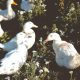 White Duck breeds