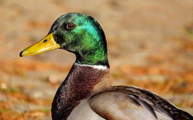 Wild Duck Breeds