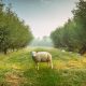Wool Producing Sheep Breeds