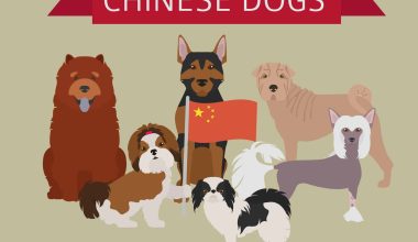 Chinese Dog Breeds