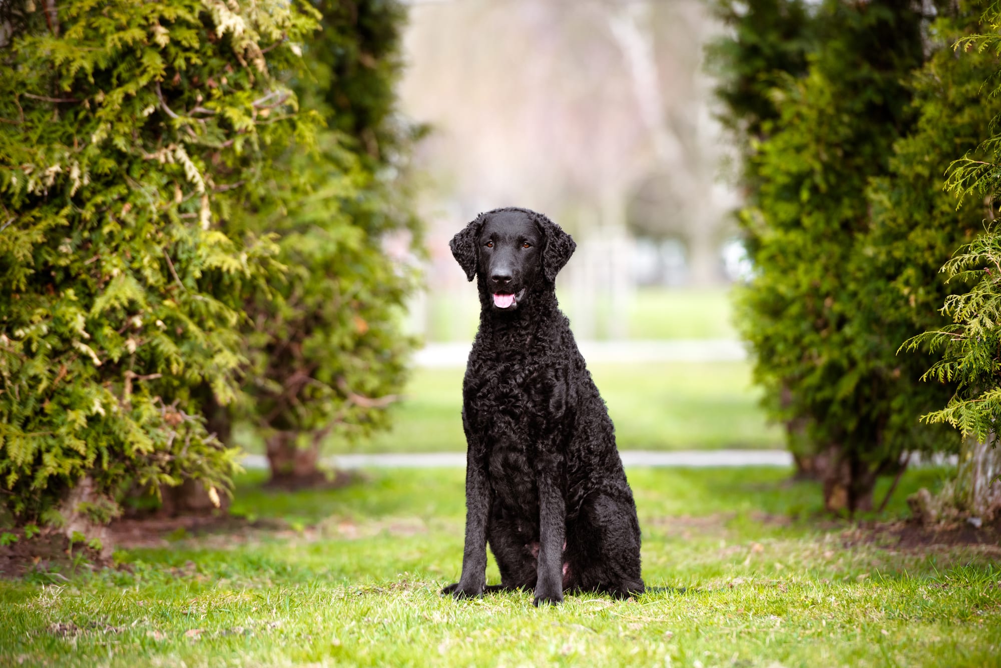 Curly-coated Retriever - Best Water Dog Breeds