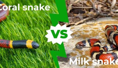 Difference Between Milk Snakes and Coral Snakes