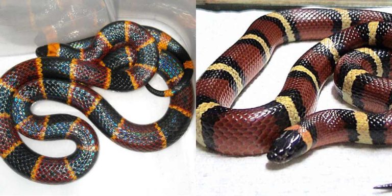 What's the Difference Between Milk Snakes and Coral Snakes?