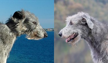 Difference Between Scottish Deerhound and Irish Wolfhound