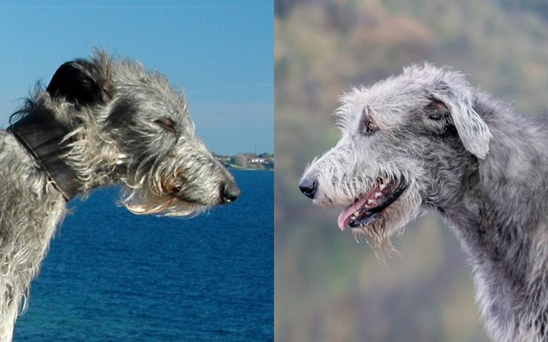 Difference Between Scottish Deerhound and Irish Wolfhound