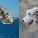 Difference Between Scottish Deerhound and Irish Wolfhound