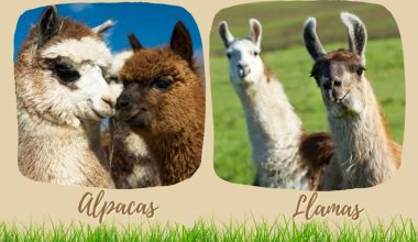 Difference Between Alpacas and Llamas