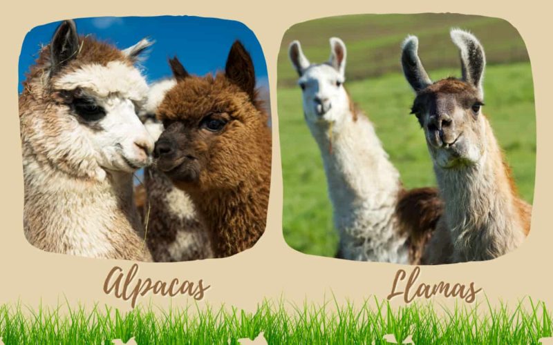 Difference Between Alpacas and Llamas