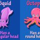 Difference between Octopus and Squid