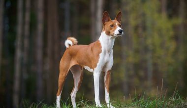 Egyptian Dog Breeds