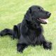 Flat-coated Retriever - Best Water Dog Breeds