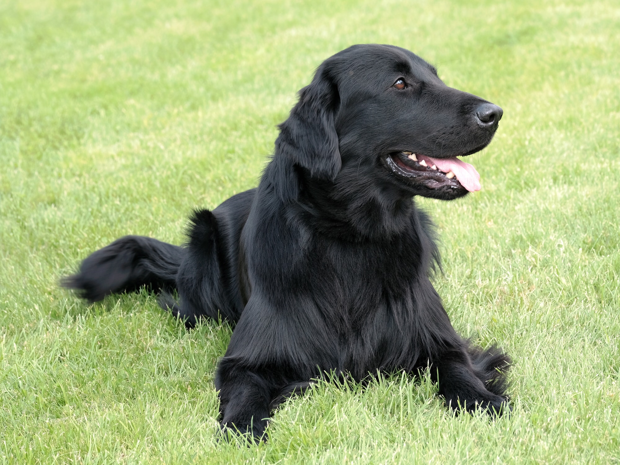 Flat-coated Retriever - Best Water Dog Breeds