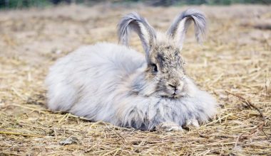 Fluffy Rabbit Breeds