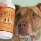 Salmon Oil For Dogs