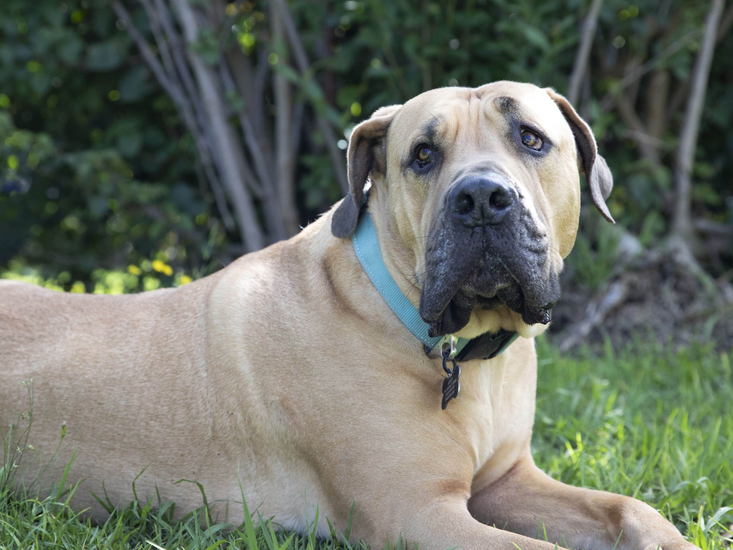 how much is a south african mastiff