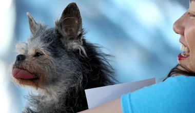 Ugliest Dog Breeds