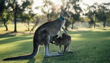 Animals Native to Australia