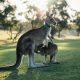 Animals Native to Australia
