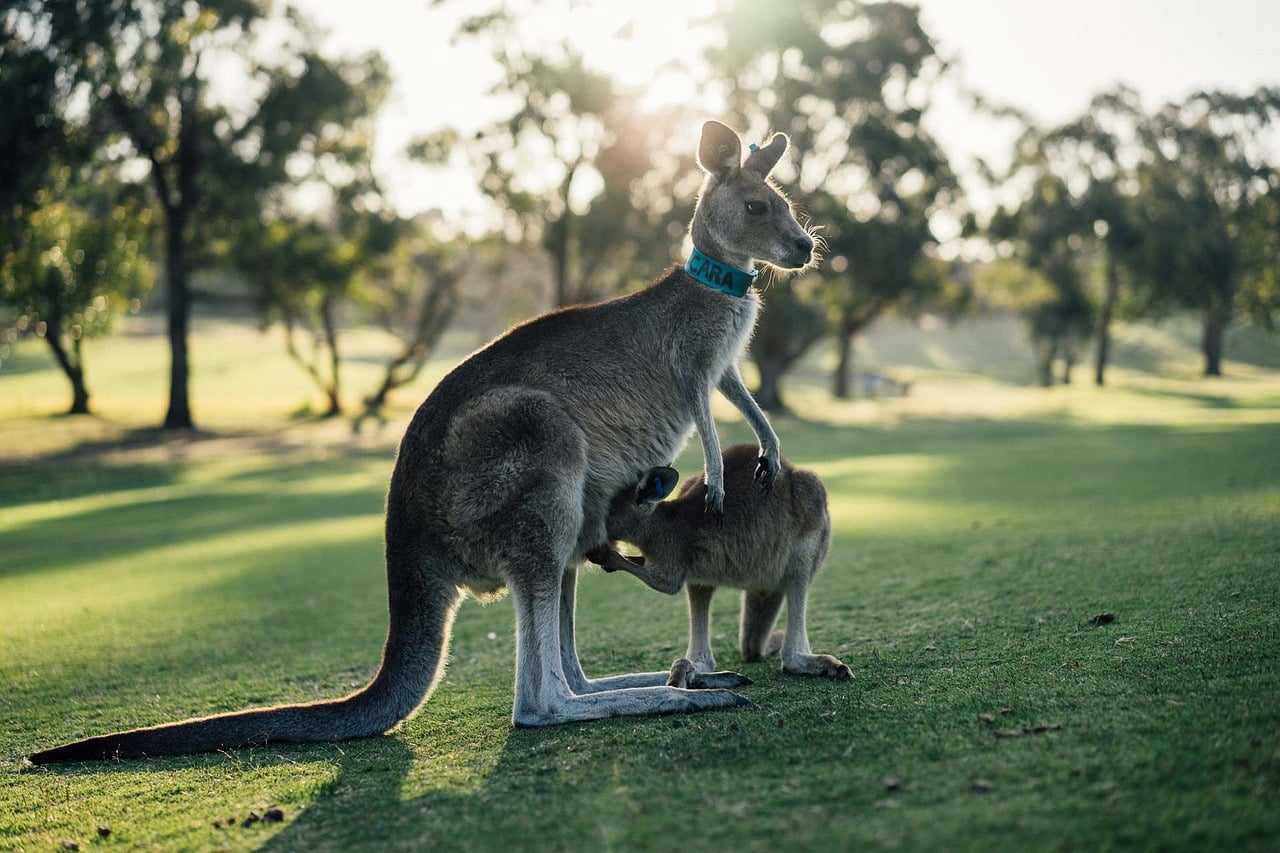 List of Popular Animals Native to Australia