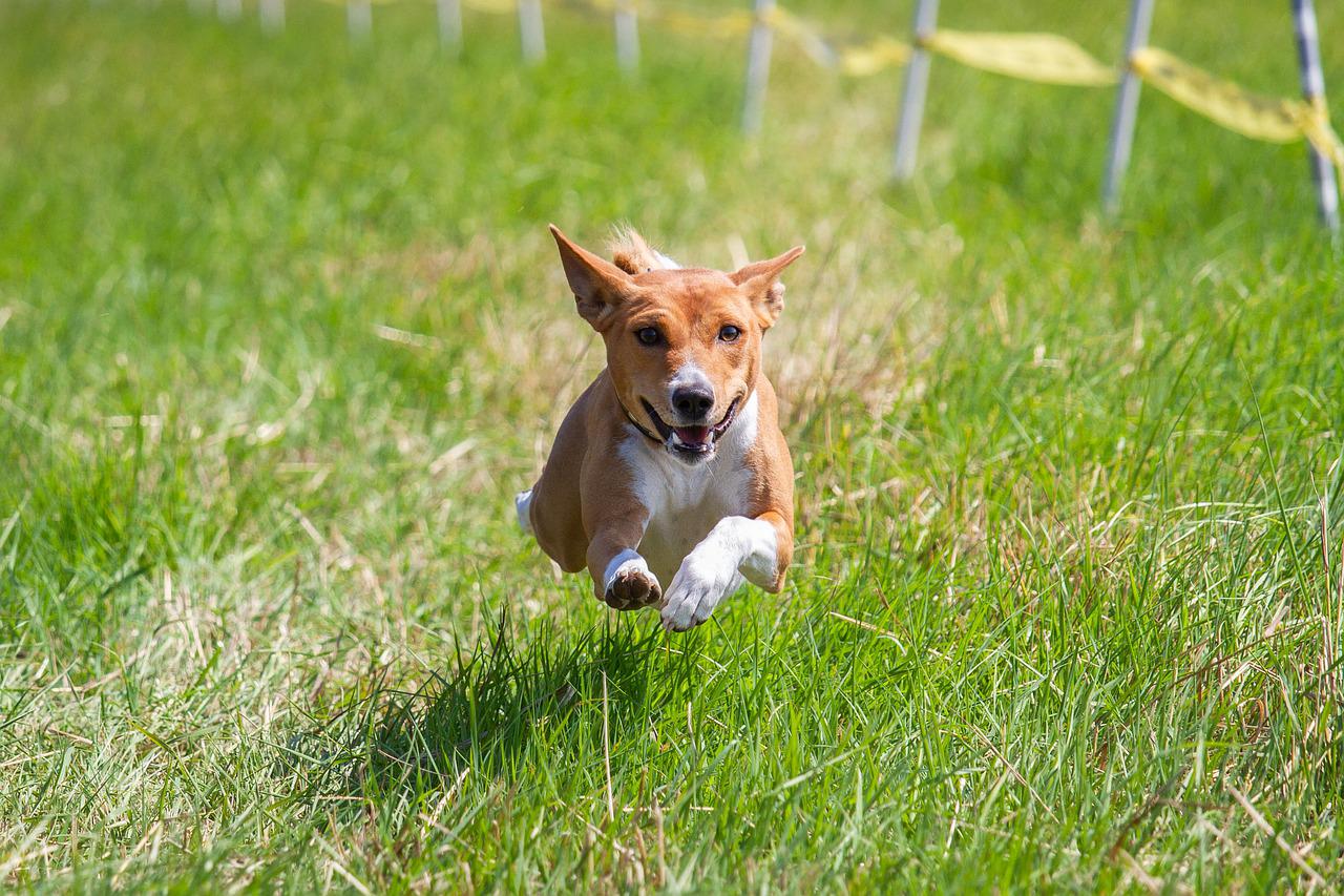 Basenji - Short haired Dog Breeds