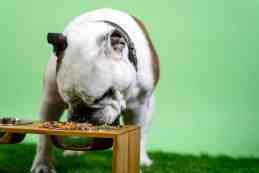 Best Dog Food for Pitbull