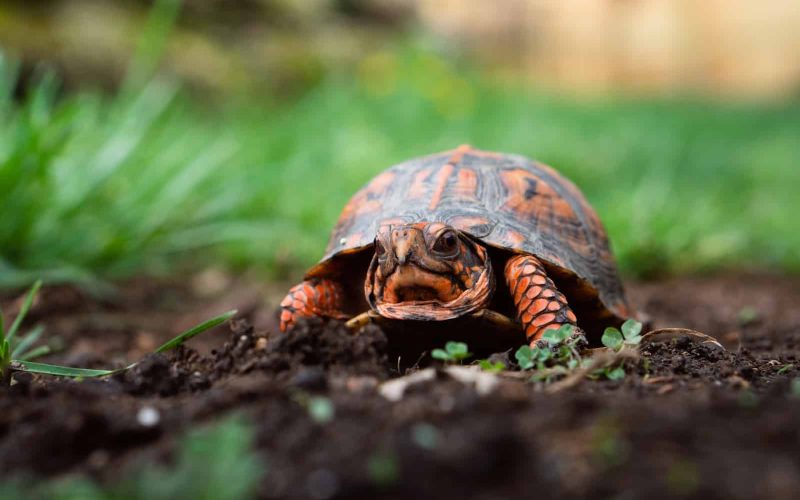 11 Best Reptiles for Beginners to Own as Pet