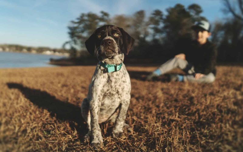 19 Best Small Dog Breeds for Kids