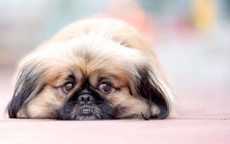 20 Big Fluffy Dog Breeds That Will Melt Your Heart