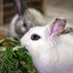 Black and White Rabbit Breeds