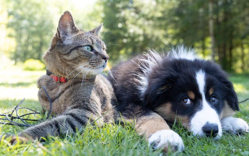 Cats That Are Good With Dogs